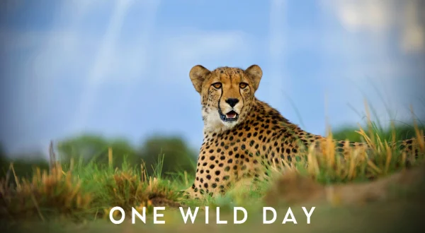 One Wild Day