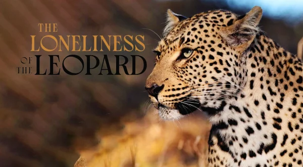 The Loneliness of the Leopard