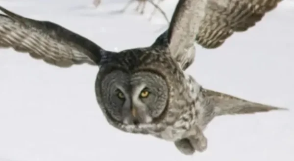 Extreme Animals