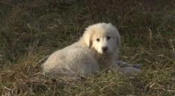 Chiots & chatons, 3 mois pour devenir grand