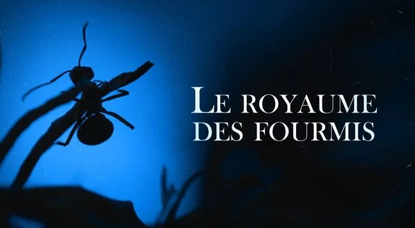 Le royaume des fourmis