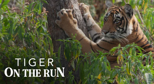 Tiger On The Run
