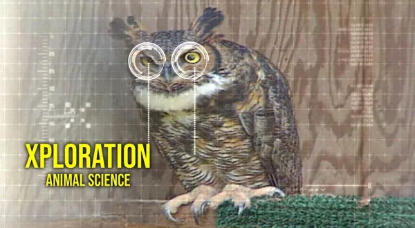 Xploration: Animal Science