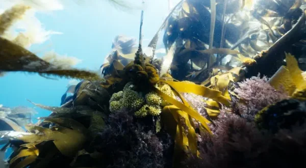 Kelp ! I need somebody