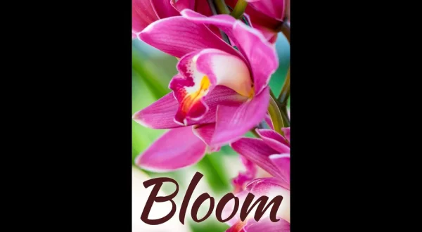 Bloom