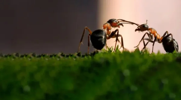 Le royaume des fourmis