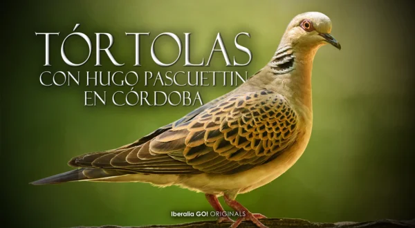 Tortolas con Hugo Pascuettin en Cordoba