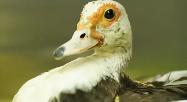 La clinique des animaux exotiques