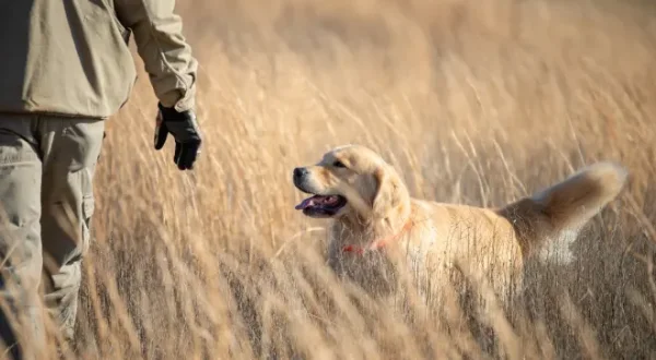 Les retrievers de A à Z