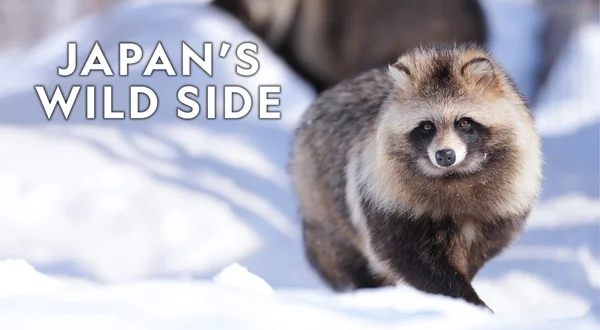 Japan's Wild Side