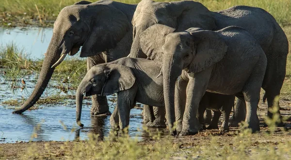 Τιτάνες στα Ποτάμια της Αφρικής | Africa's River Titans