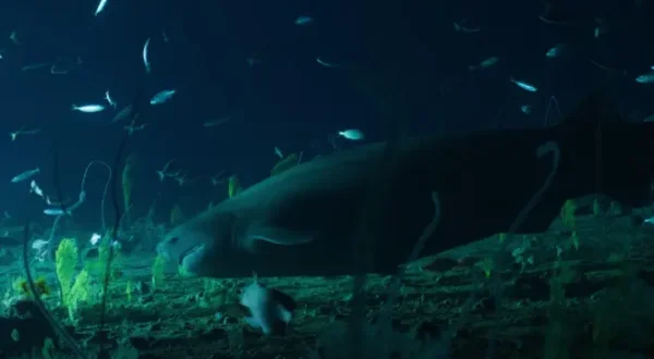 OceanXplorers : Les secrets des profondeurs