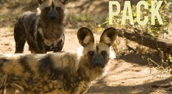 The Pack