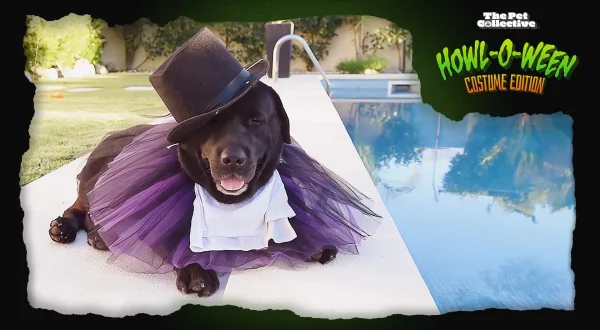 The Pet Collective Howl-O-Ween: Costume Edition