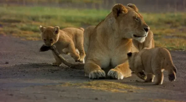 Killer Safari