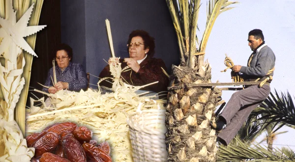 El palmeral. Peligrosa recogida de dátiles y palmas secas para su tradicional artesanía