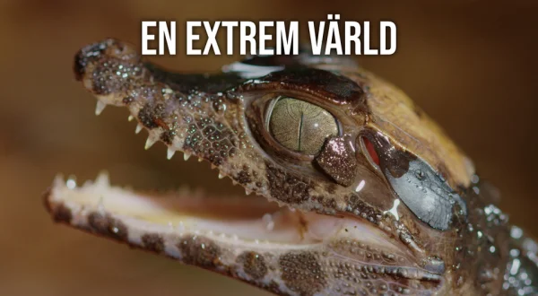 En extrem värld