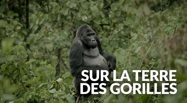Sur la terre des gorilles