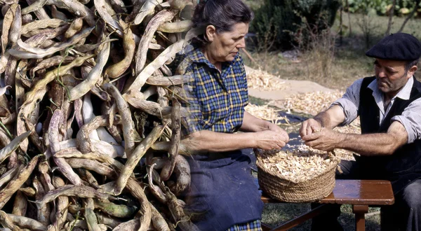 Los boliches. Cultivo y siembra tradicional de esta legumbre en el campo