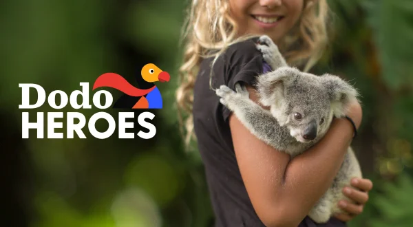 Dodo Heroes