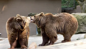Wolf, Bär & Co.