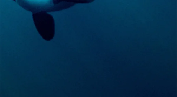Killer Whale Chronicles