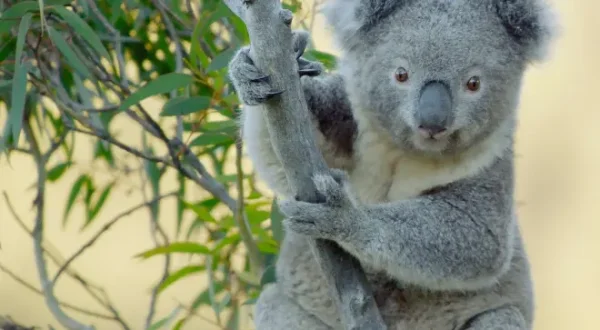 Secret Life of the Koala