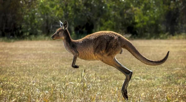 Die Superkräfte der Tiere