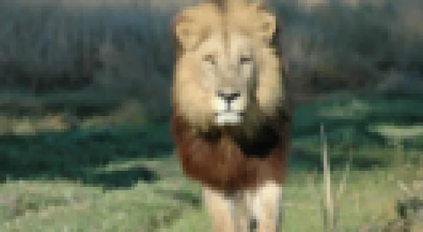Un homme, des lions | Life Among Lions