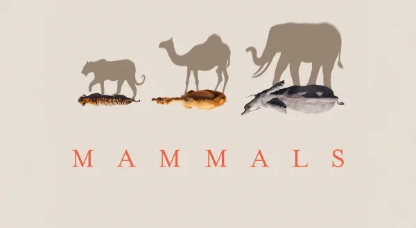 Mammals
