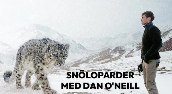 Snöleoparder med Dan O'Neill