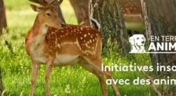 En terre animale