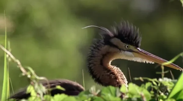 La magia della natura: Italia