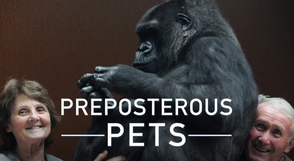 Preposterous Pets