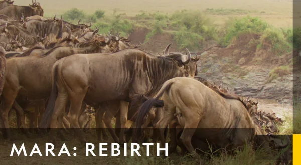 Mara: Rebirth