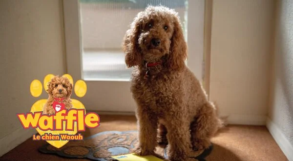 Waffle le chien Waouh