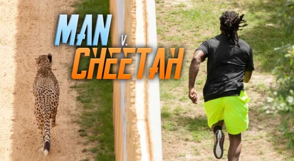 Man v. Cheetah