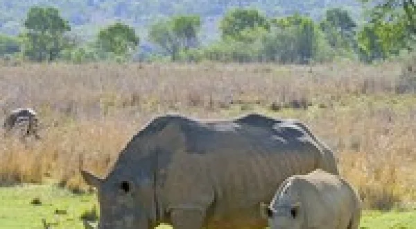 Africa's Wild Horizons
