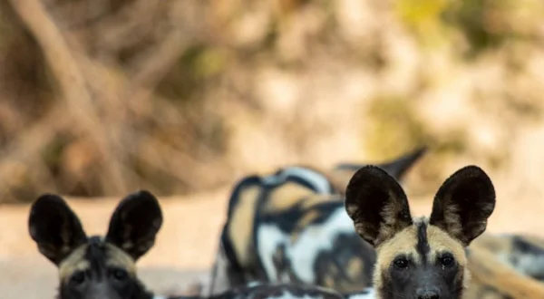 La isla de los perros salvajes