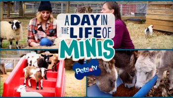Pets.TV - A Day in the Life of Minis
