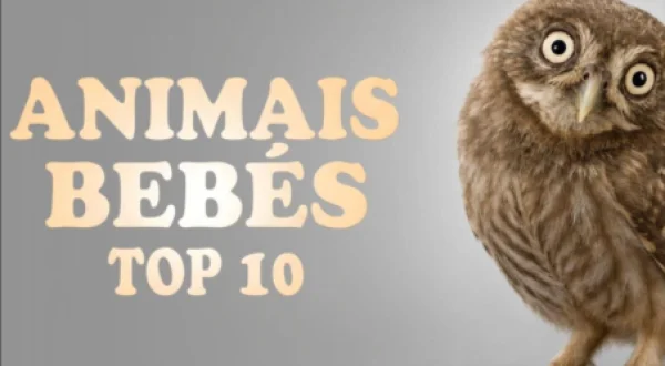 Animais Bebés: Top