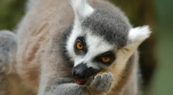 Neues aus dem Münchner Tierpark Hellabrunn