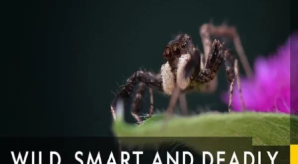 Wild, Smart, and Deadly