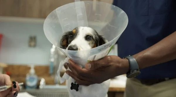 Critter Fixers : Vétos de choc | Critter Fixers: Country Vets