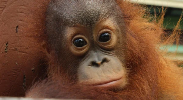 Meet The Orangutans