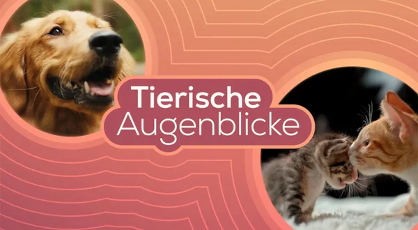 Tierische Augenblicke