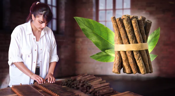 Puros artesanales. Cultivo, secado de la planta y elaboración manual del tabaco