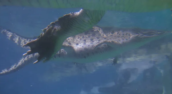 Krokodil - Kralj preživljavanja u Australiji