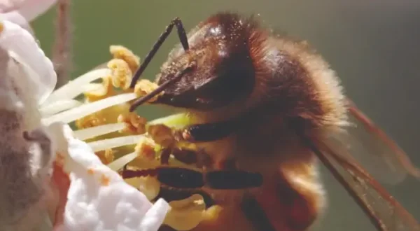 A Bee's Diary
