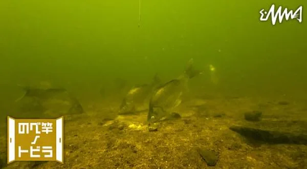 のべ竿ノトビラ 6 水中映像で解明するアタリ